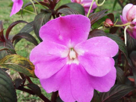 Image of Impatiens hawkeri W. Bull