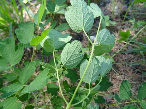 صورة Thalictrum minus subsp. elatum (Jacq.) Stoj. & Stef.