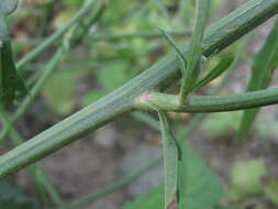 Image of Picris strigosa M. Bieb.