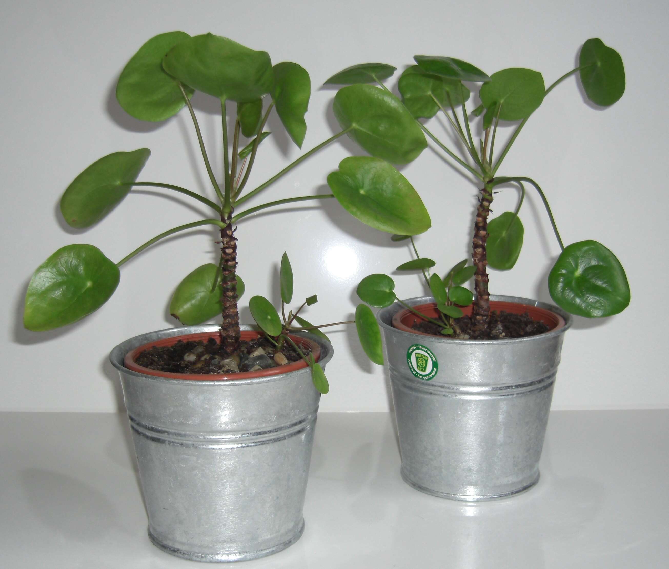 Image of Chinese money plant