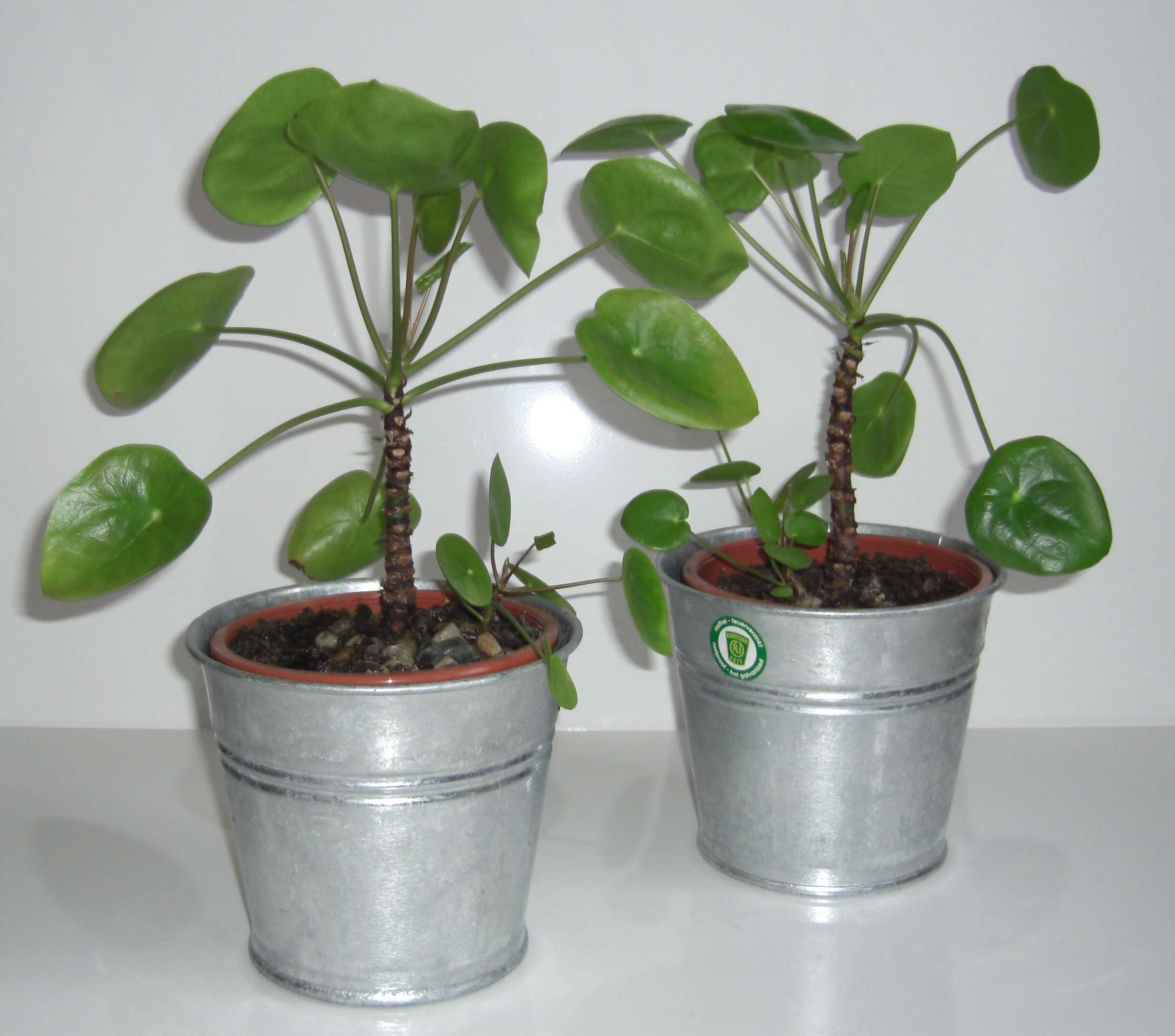 Image of Chinese money plant