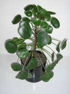 Image of Chinese money plant