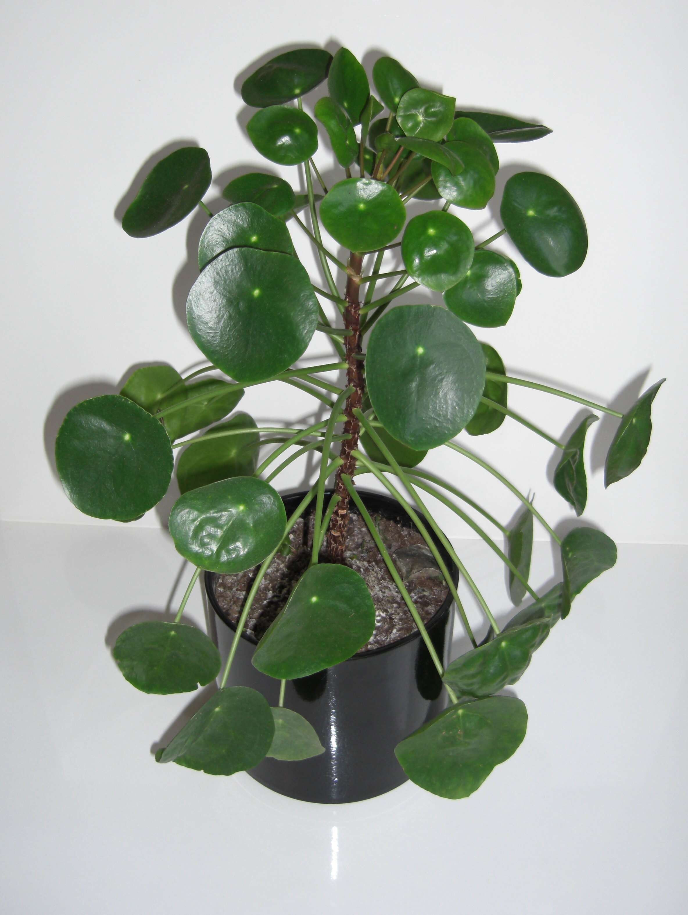 Image of Chinese money plant