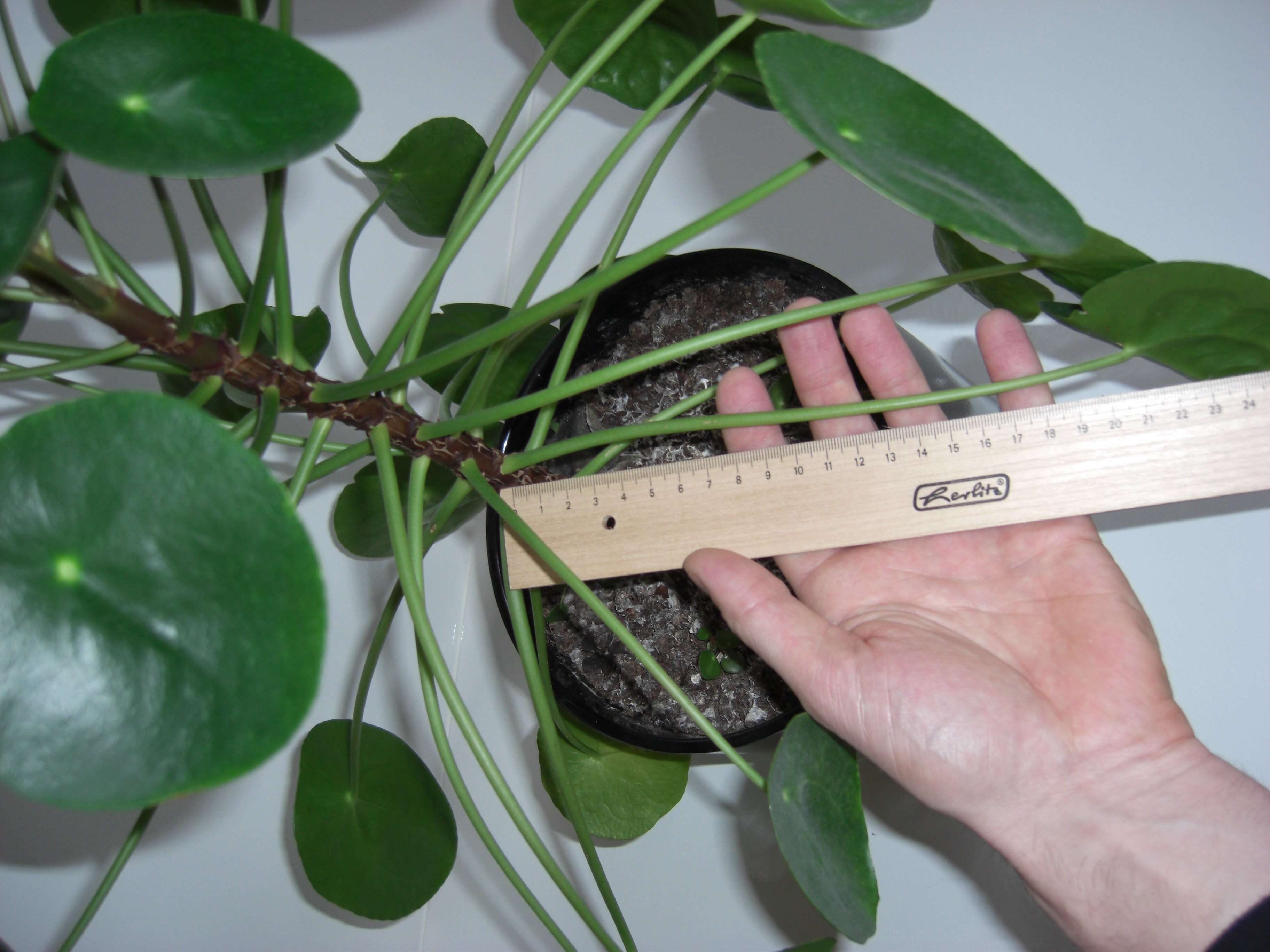 Image de Pilea peperomioides Diels