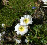 Image of Ranunculus alpestris subsp. alpestris