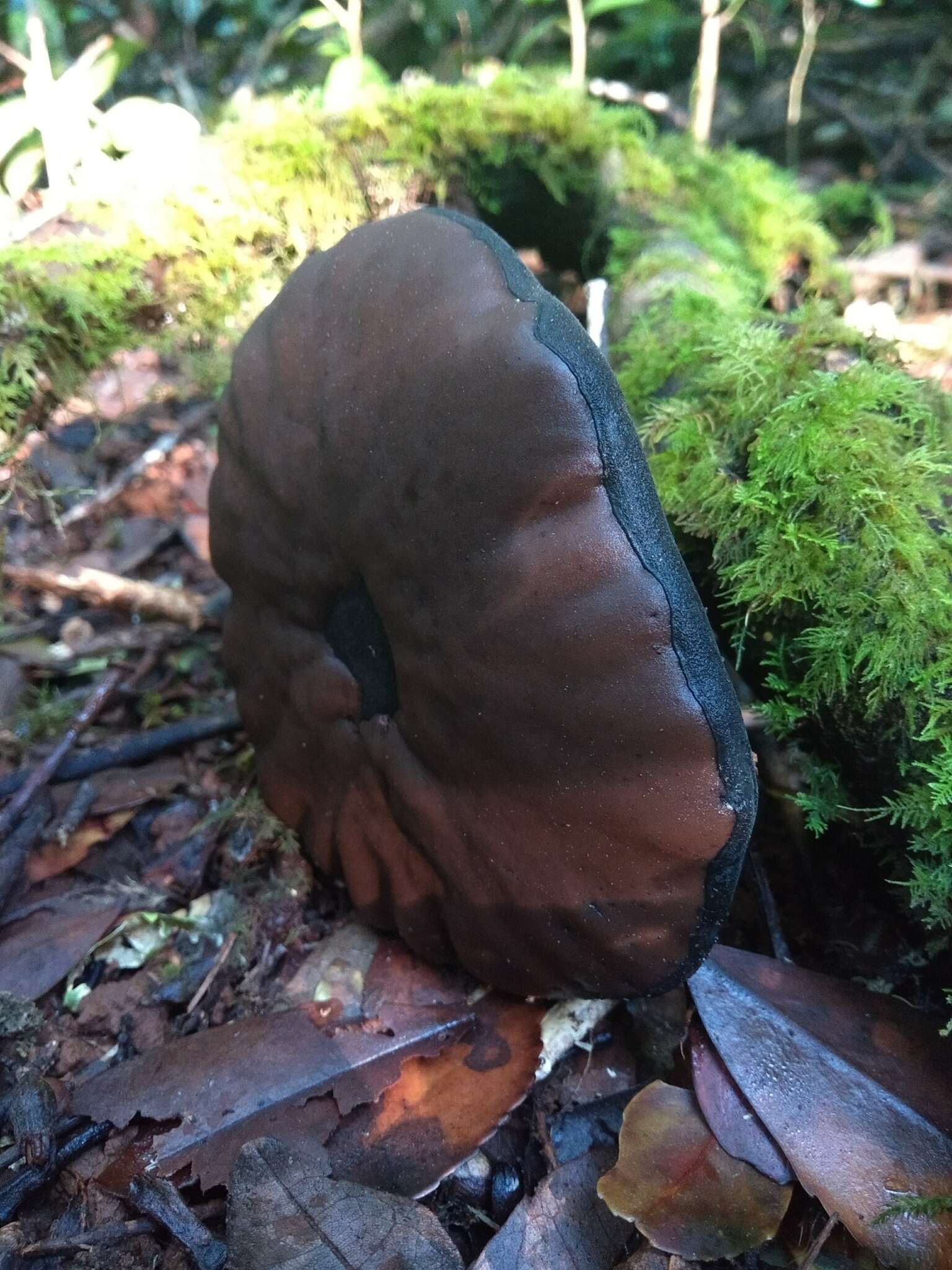 Imagem de Plectania chilensis (Mont.) Gamundí 1971