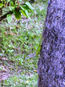 Image of Schwartz'  Anole