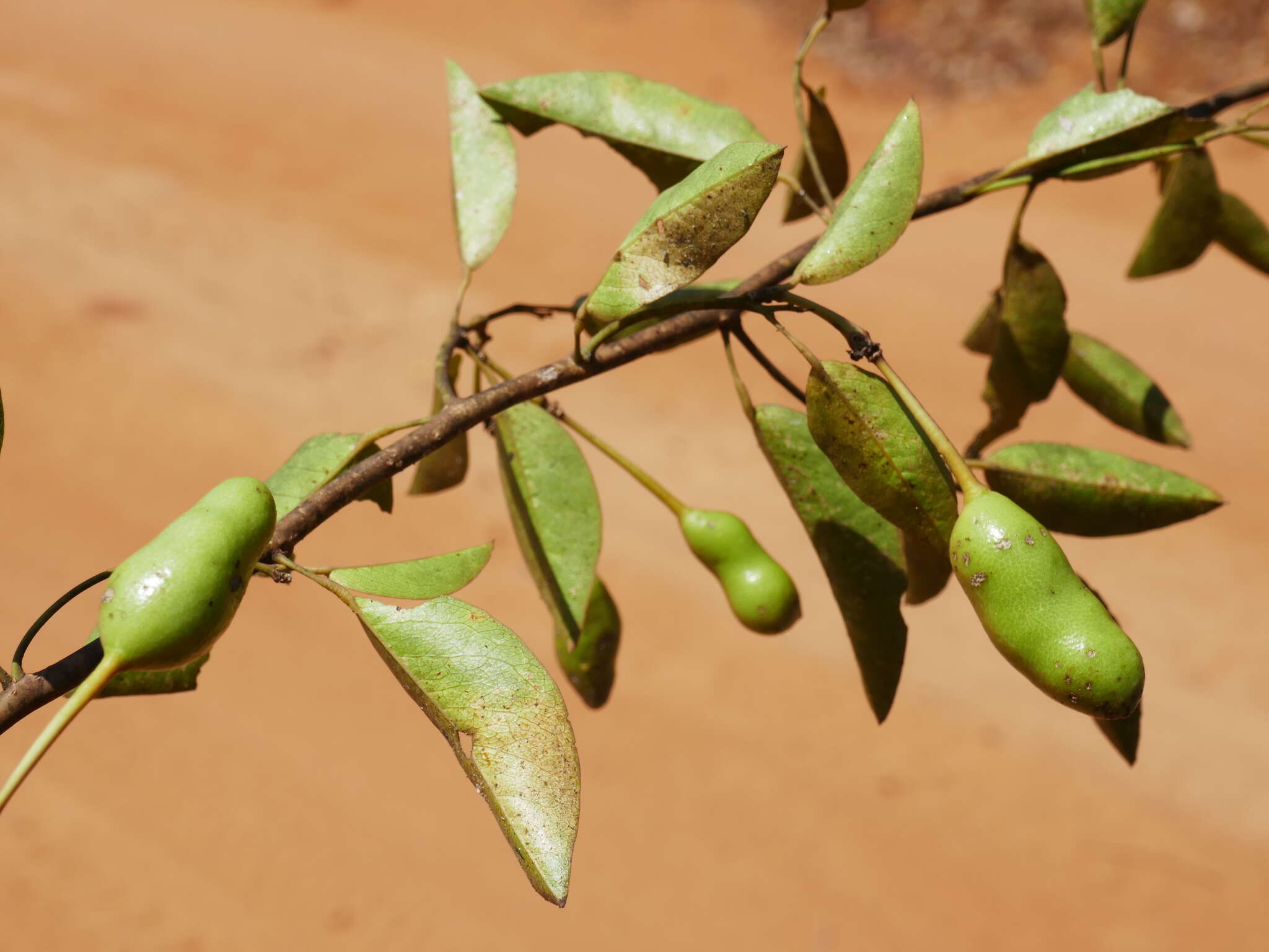 Image of Maerua cylindrocarpa Hadj-Moust.