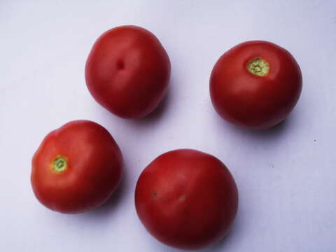 Image of tomato