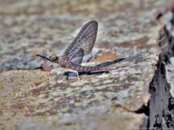 Plancia ëd Isonychia bicolor (Walker 1853)