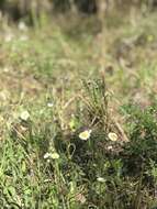 Image of Oak-Leaf Fleabane