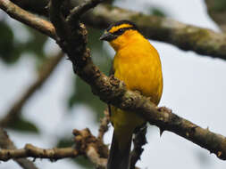 Image of Black-necked Weaver