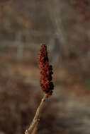 Image of staghorn sumac