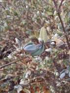 Image of Pteronia ovalifolia DC.