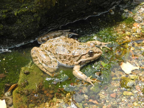 Image of Eurasian Marsh Frog