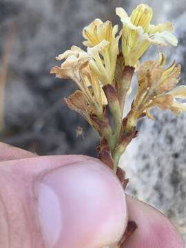 Image of Tritoniopsis unguicularis (Lam.) G. J. Lewis