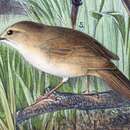 Image of Long-billed Bush Warbler