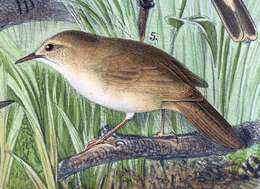 Image of Long-billed Bush Warbler