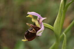 Image of Ophrys vetula Risso