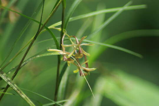 Image of Epidendrum chloe Rchb. fil.