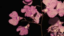 Image of Delicate violet orchid