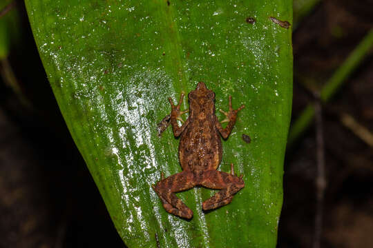 Image of Kadamaian Stream Toad