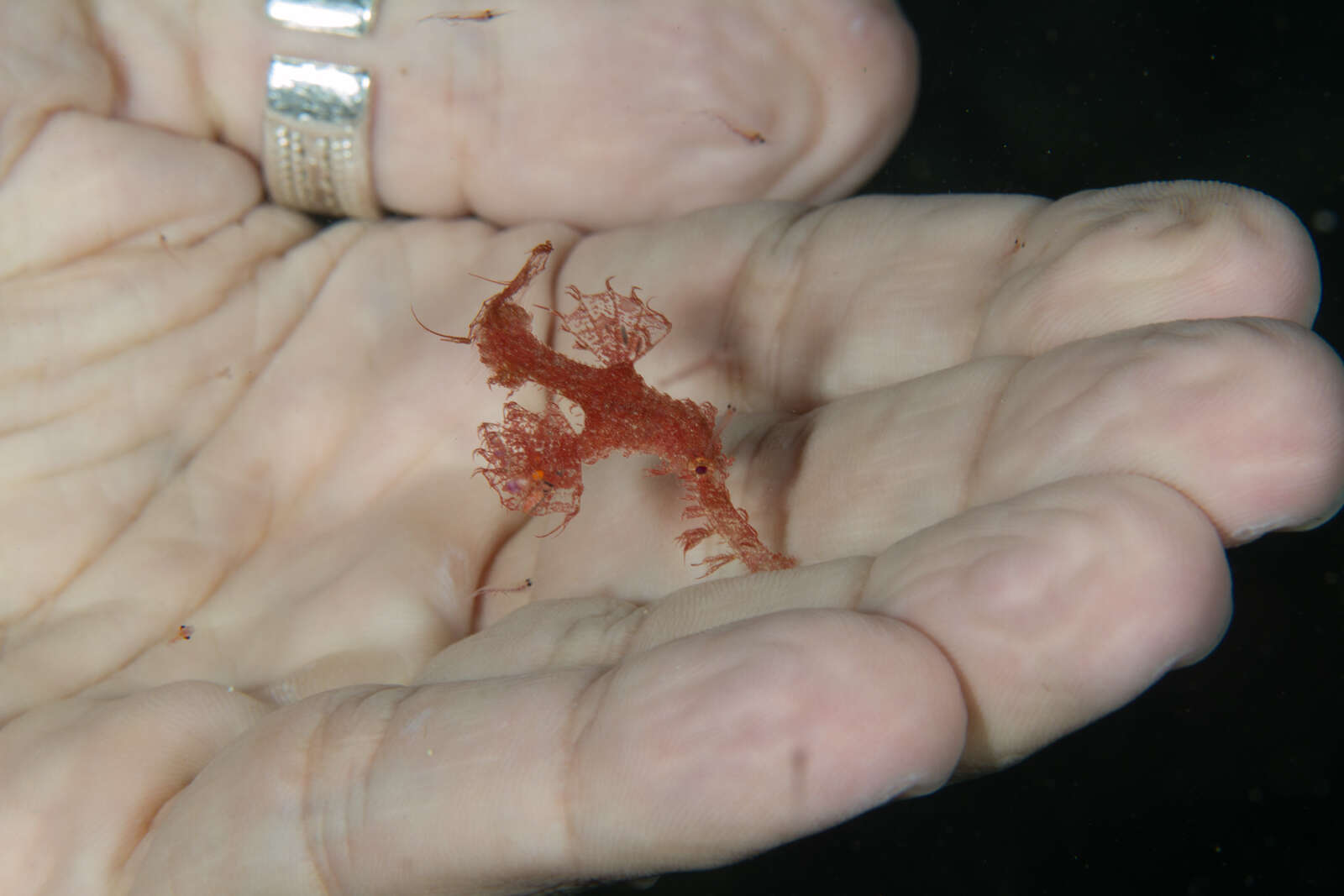 Image of Hairy ghost pipefish