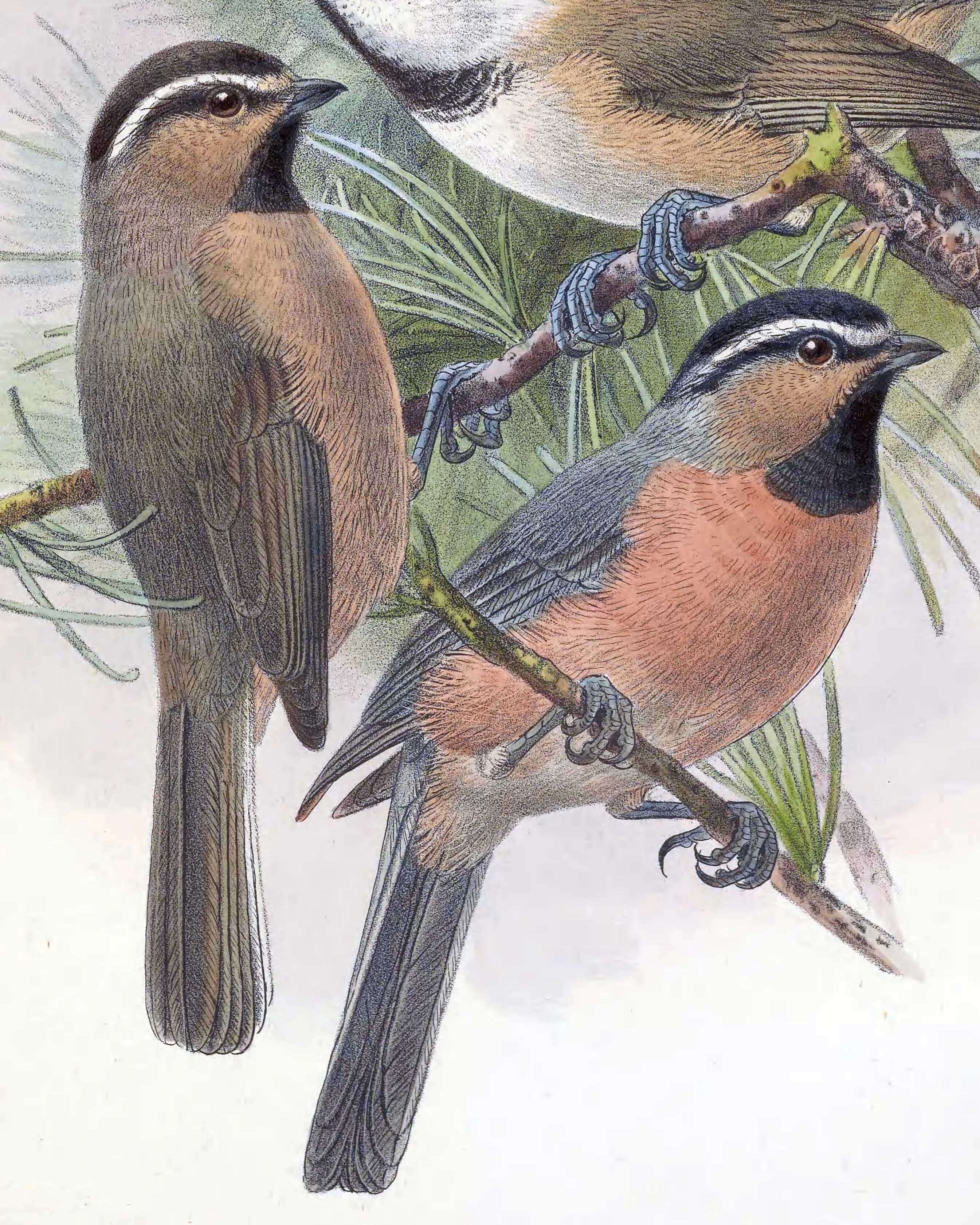 Image of chickadees and titmice