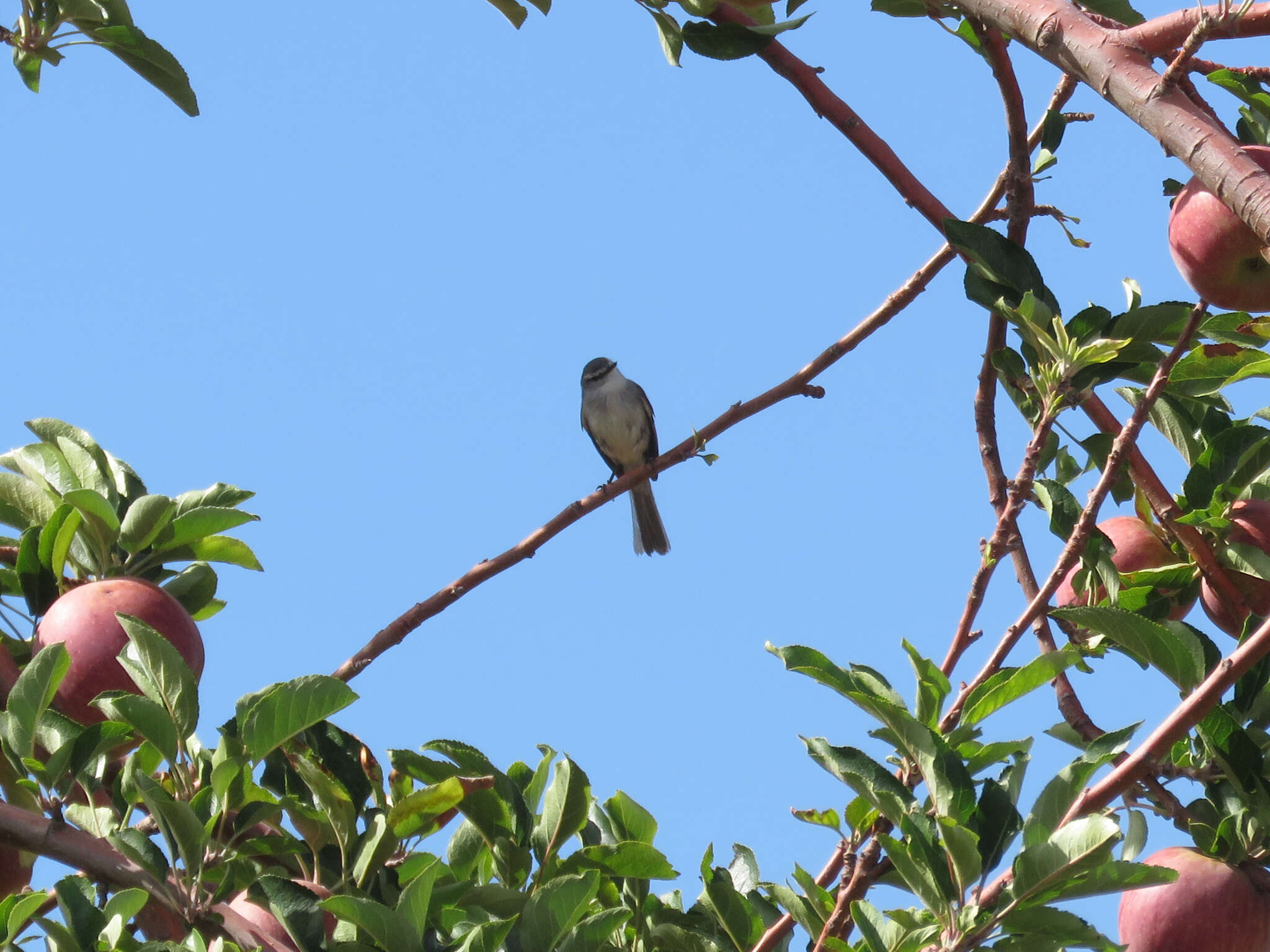 Image of White-crested Tyrannulet