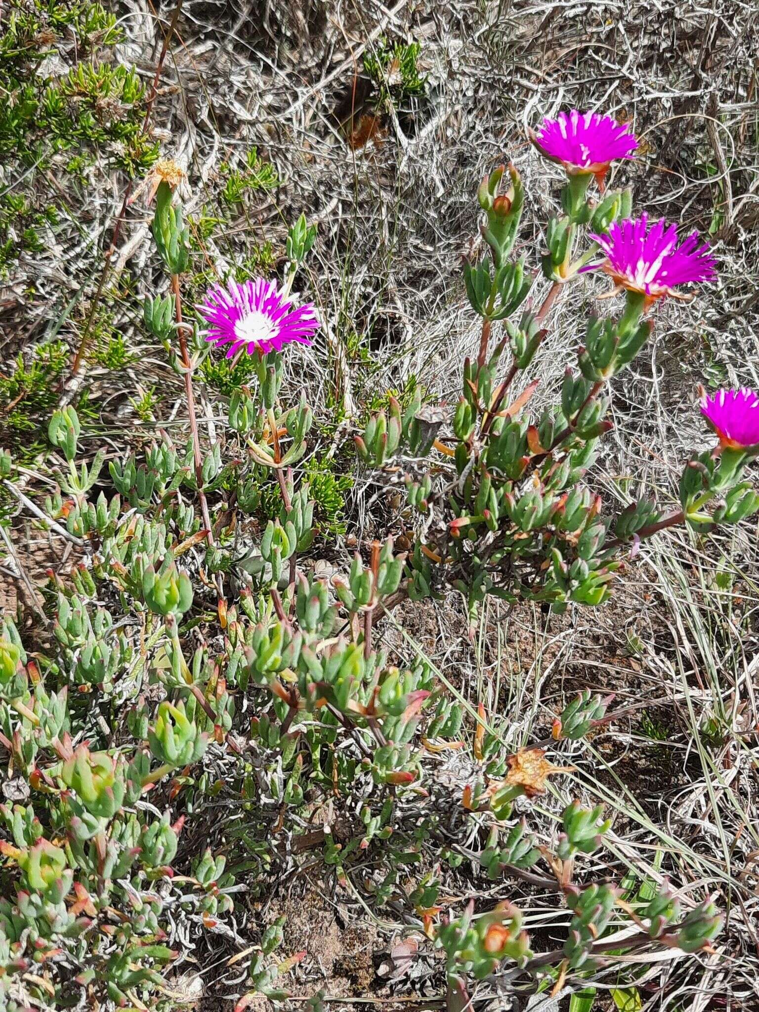 Image of Lampranthus swartkopensis Strohschneider