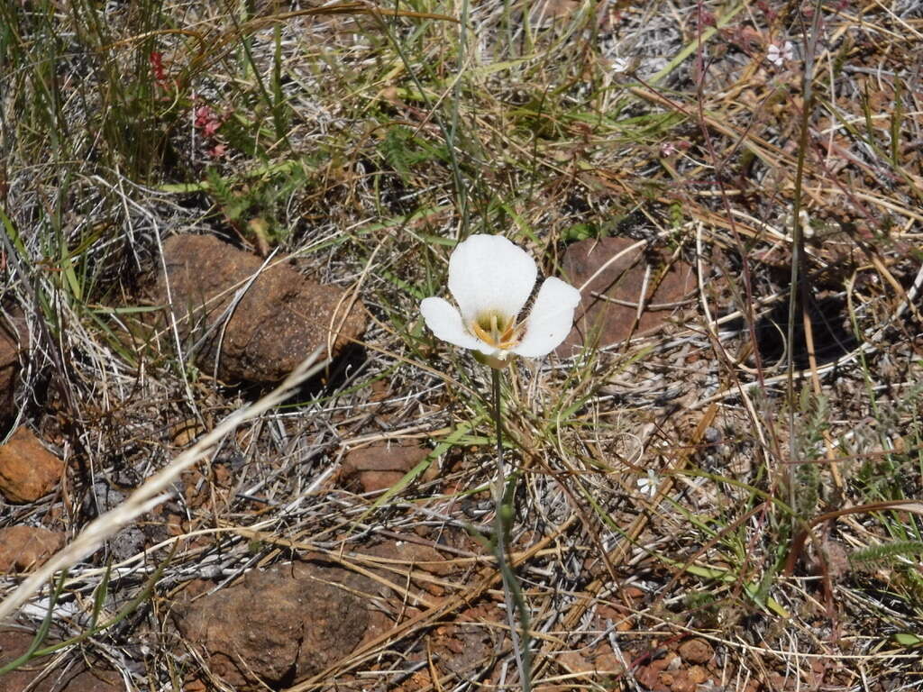 Image of Howell's mariposa lily