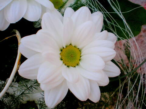 Image of florist's daisy