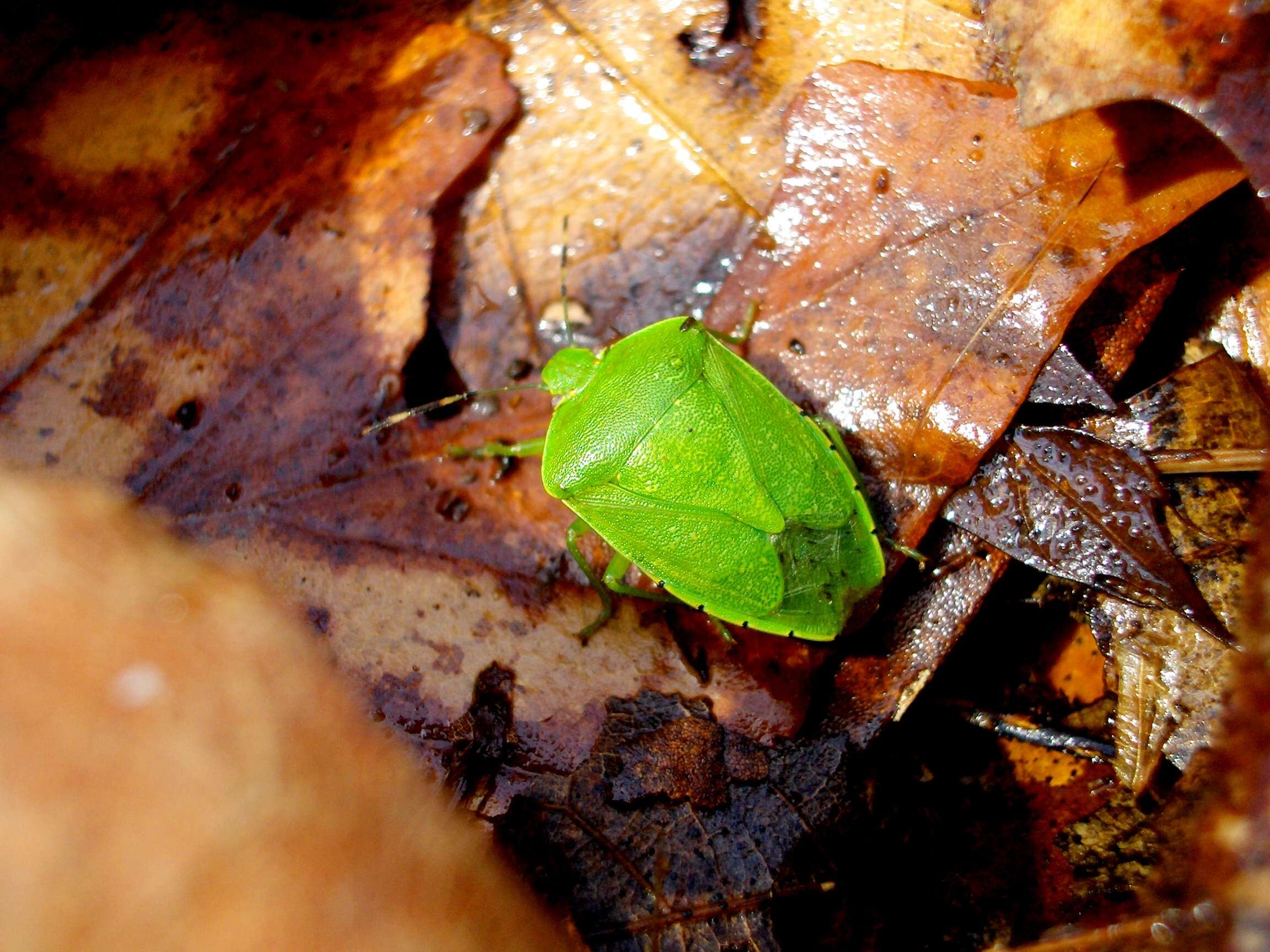 Image of Green stink bug