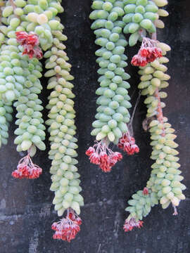 Image of Sedum morganianum Walther