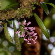Image of Robiquetia rosea (Lindl.) Garay