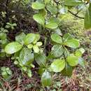 Image of Waianae Range Wild Coffee