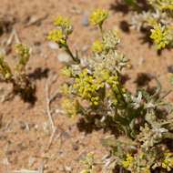 Imagem de Rhodanthe moschata (A. Cunn. ex DC.) P. G. Wilson