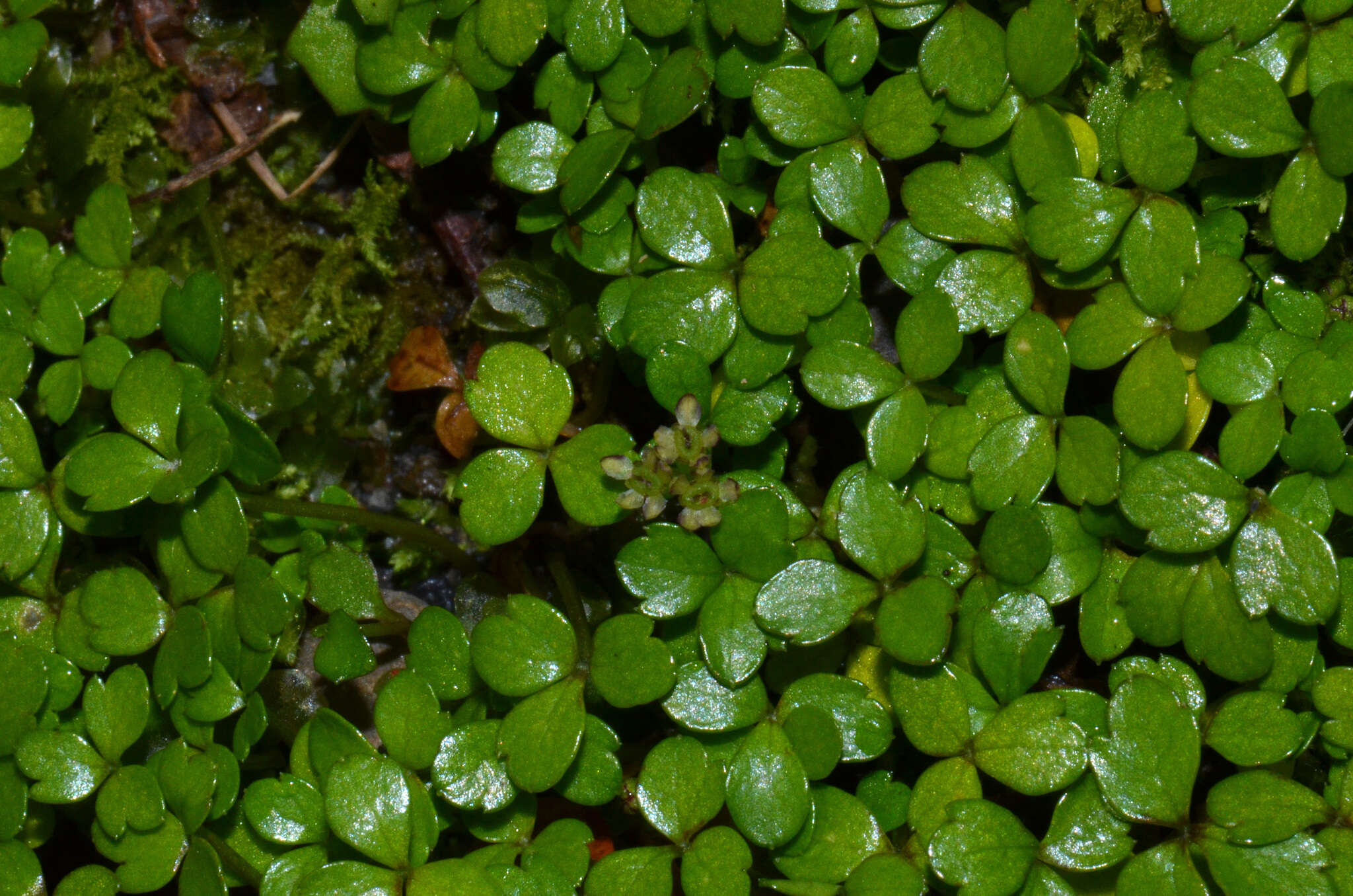 صورة Azorella nitens Petrie