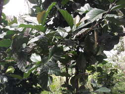 Image of robusta coffee