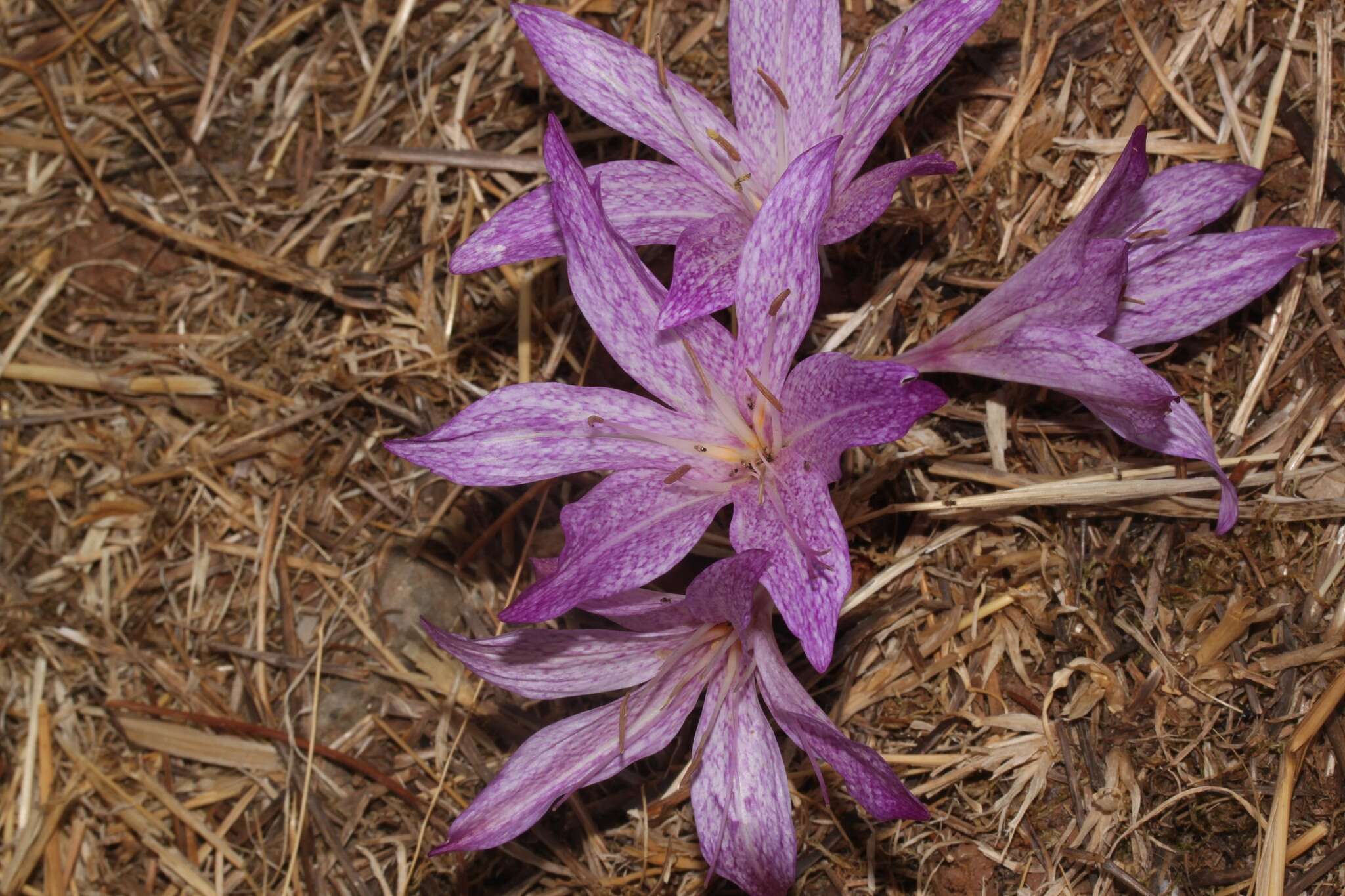 Image of Colchicum macrophyllum B. L. Burtt