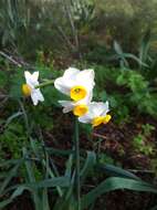 Image of cream narcissus