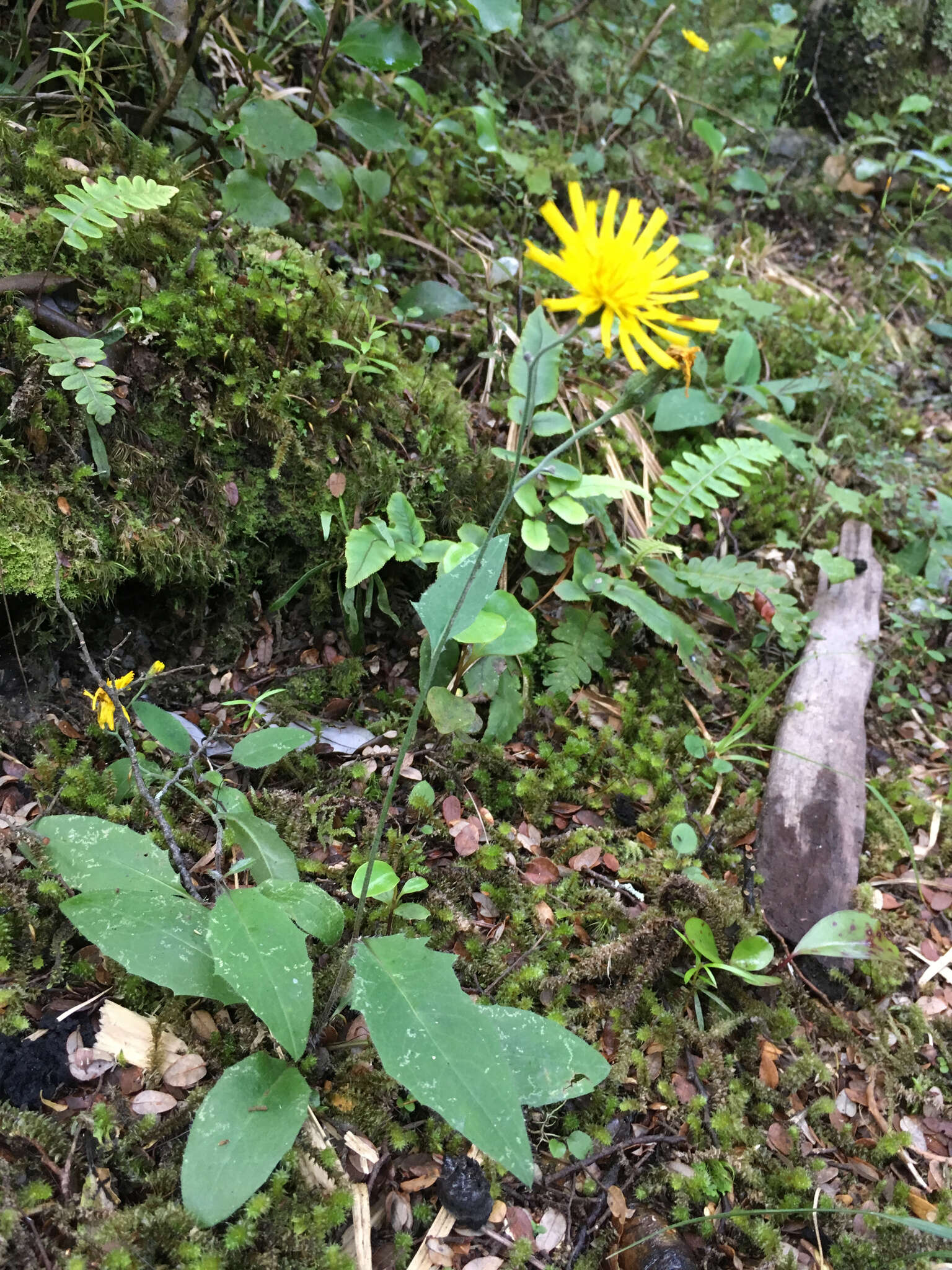 Image of Hieracium lepidulum (Stenstr.) Dahlst.