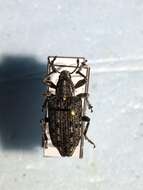 Image of New York Weevil