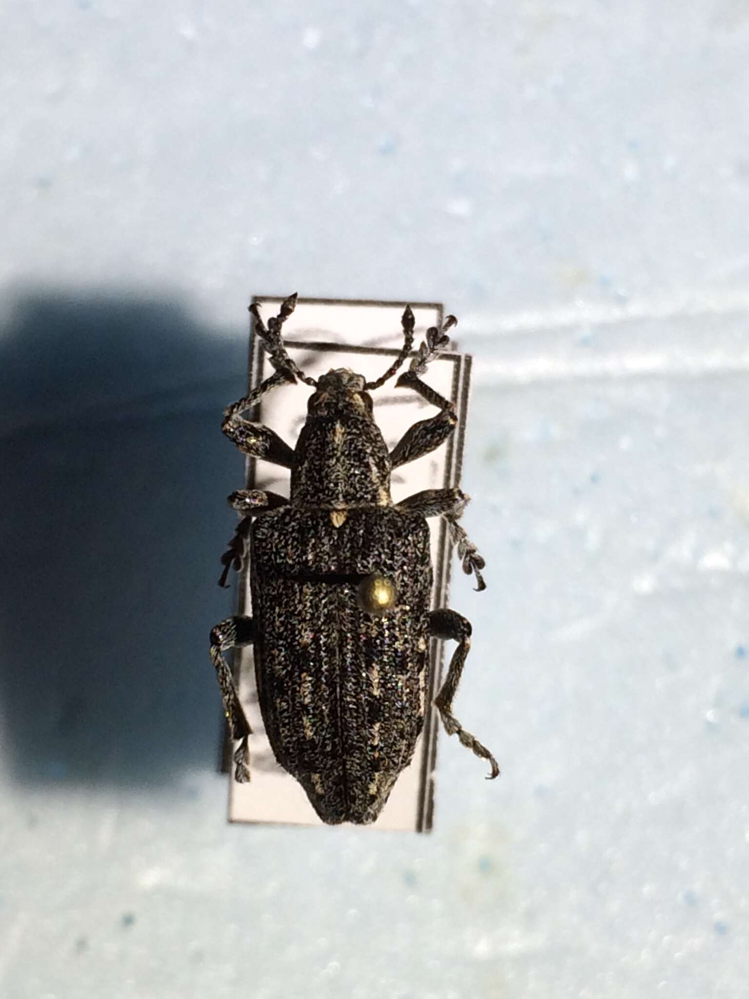 Image of New York Weevil