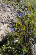 Image of Parry's gentian