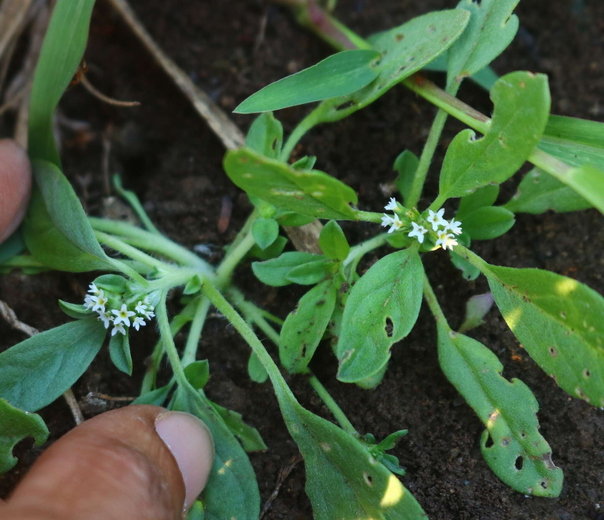 Image of Euploca ovalifolia (Forsk.) Diane & Hilger