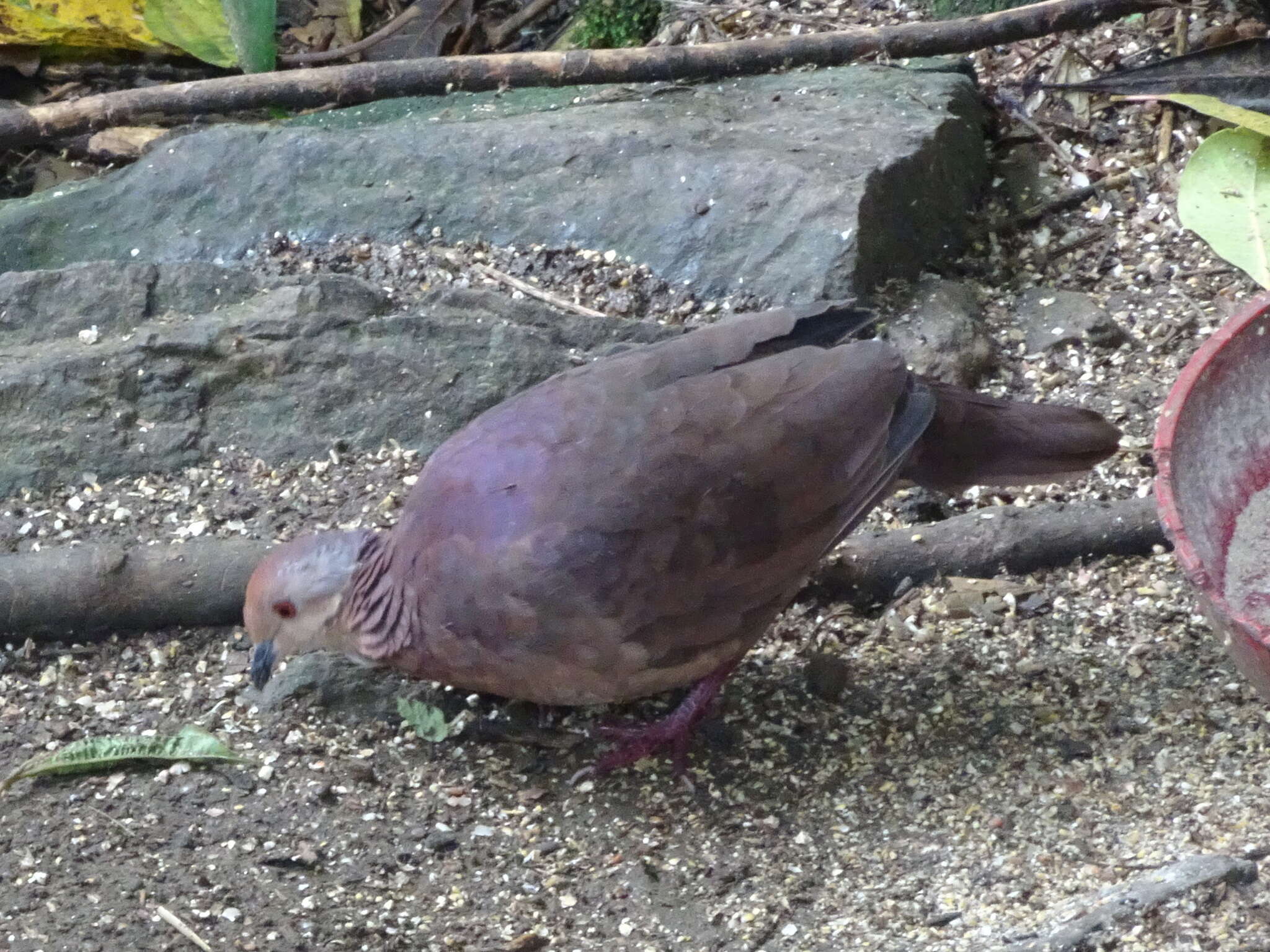 Image of Lined Quail-Dove