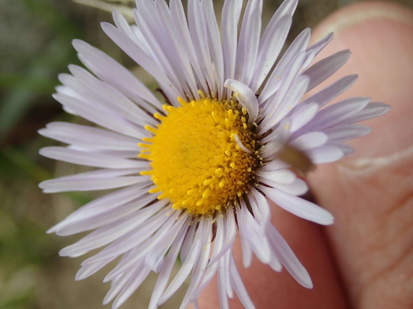 Image of largeflower fleabane