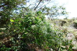 Image of Clematis decipiens H. Eichler ex Jeanes