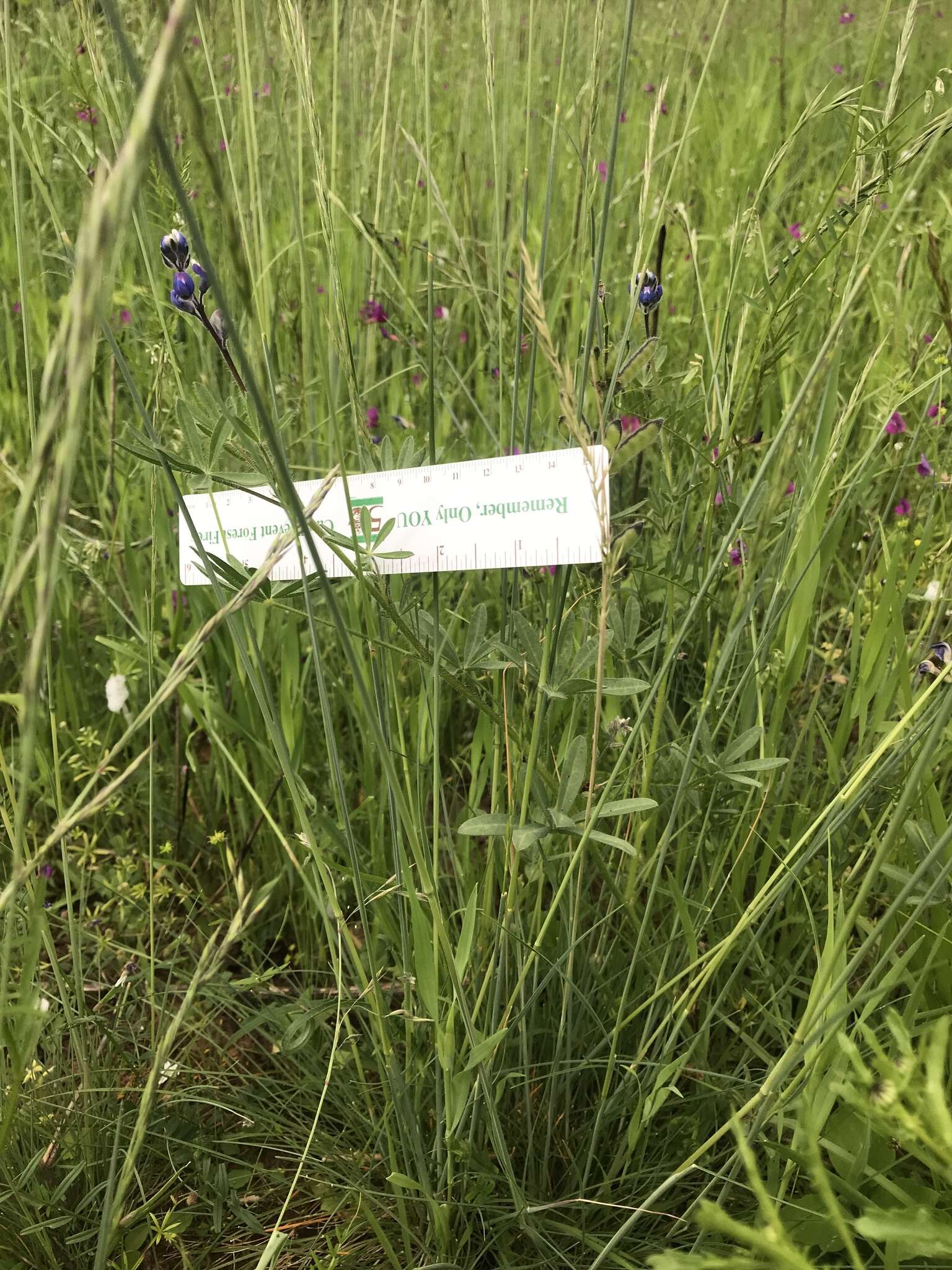 Image of smallflower lupine